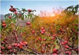  ??  ?? Left to right: Reaching for a ripe blackberry among the brambles; spiked soft skin parts to reveal a deep brown conker inside; branches adorned with tempting crimson-red rosehips.