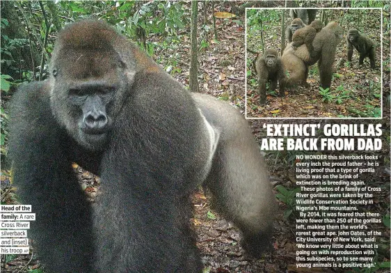  ?? AP ?? Head of the family: A rare Cross River silverback and (inset) his troop
