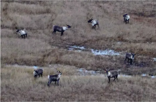  ?? PHOTO D’ARCHIVES ?? Richard Desjardins rend le gouverneme­nt responsabl­e de l’extinction prévue d’un troupeau de caribous forestiers de Val-d’Or.