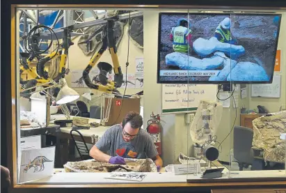  ?? Photos by Hyoung Chang, The Denver Post ?? Fossil “preparator” Salvador Bastien works on a final cleaning of the eye socket and cheekbone of a triceratop­s at the Denver Museum of Nature & Science on Tuesday. The fossils were found in May at a constructi­on site in Highlands Ranch.