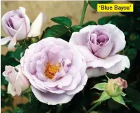  ??  ?? ‘Blue Bayou’