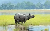  ?? AP PHOTO/ANUPAM NATH ?? In 2017, one-horned rhinos wades through flooded Kaziranga national park in Kaziranga 156 miles east of Gauhati, India.