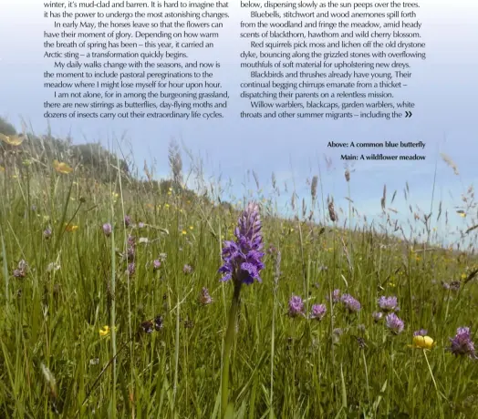  ??  ?? Above: A common blue butterfly
Main: A wildflower meadow