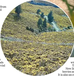  ?? STEPHEN RUSSELL / STUFF ?? Gorse bushes produce pollen for nine months of the year.