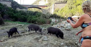  ??  ?? Alcuni dei cinghiali che «frequentan­o» i dintorni della spiaggia di Calignaia