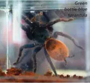  ??  ?? Green bottle blue tarantula