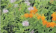  ?? DREW MONKMAN SPECIAL TO THE EXAMINER ?? Wild bergamot (pink) and butterfly milkweed bloom in July and are wonderful pollinator plant.