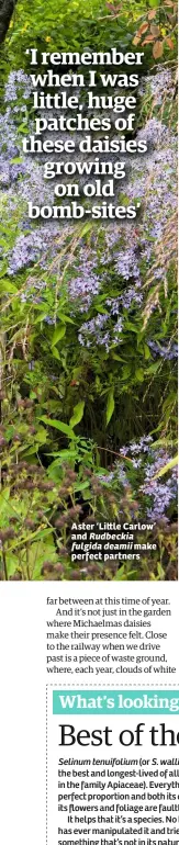  ??  ?? Aster ‘Li le Carlow’ and Rudbeckia fulgida deamii make perfect partners