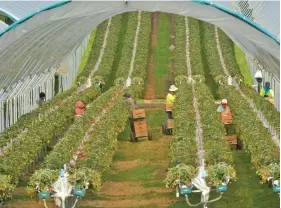  ??  ?? Workers picking raspberrie­s at a farm in Tasmania. The government says it may allow Pacific labourers to travel to Australia under the ‘travel bubble’ scheme.