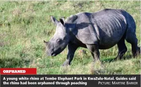  ?? PICTURE: MARTINE BARKER ?? ORPHANED A young white rhino at Tembe Elephant Park in KwaZulu-Natal. Guides said the rhino had been orphaned through poaching