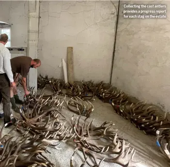  ?? ?? Collecting the cast antlers provides a progress report for each stag on the estate