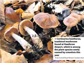  ?? Andy Overall/Royal Botanic Gardens Kew ?? Cortinariu­s heatherae, toadstool mushroom found at Heathrow Airport, which is among the plant species newly named by scientists this year