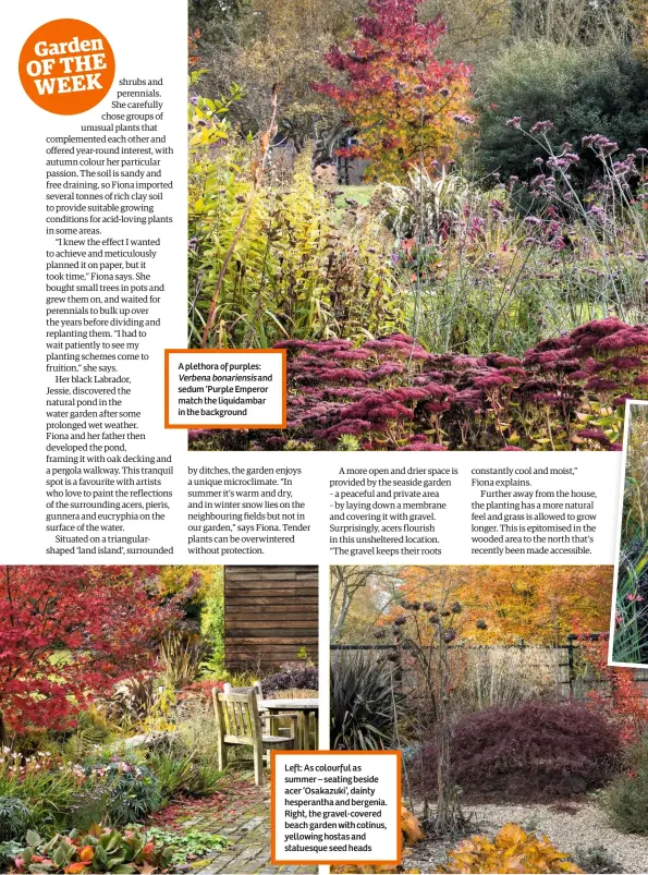  ??  ?? A plethora of purples:
Verbena bonariensi­s and sedum ‘Purple Emperor match the liquidamba­r in the background Left: As colourful as summer – seating beside acer ‘Osakazuki’, dainty hesperanth­a and bergenia. Right, the gravel-covered beach garden with...