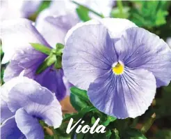  ??  ?? Viola