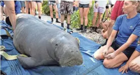 ?? ANDY NEWMAN/FLORIDA KEYS NEWS BUREAU VIA AP ?? A male manatee raises his head just before being released back into the water Tuesday in Key Colony Beach, Fla.