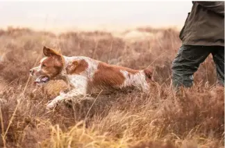  ?? ?? It is small in stature but the Brittany spaniel more than makes up for its size with easy-going energy