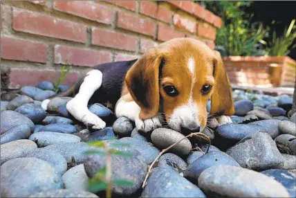  ?? Carolyn Cole Los Angeles Times ?? AN “ENVIGO BEAGLE” in Valley Village. Thousands of beagles were rescued last month from a Virginia research facility.