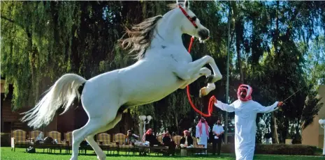  ??  ?? This file photo shows an equestrian employee training an Arabian pure breed horse at the stud farm of Prince Sultan bin Abdulaziz al Saud, in Riyadh, Saudi Arabia