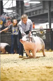  ?? SUBMITTED PHOTO ?? Chloe Mabry, a member of Farmington FFA Chapter, leads her barrow Storm in the champion drive at Arkansas State Fair.