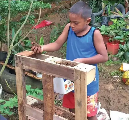  ?? Photo: Kelera Sovasiga ?? Eight year-old Joshua Matainaniu tends to his backyard garden at Wakanisila, Kalabu, on June 21, 2020.