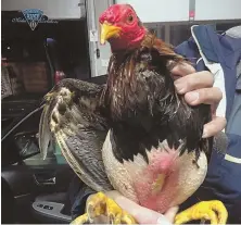  ?? Photo courtesy of massachuse­tts state police ?? INJURED BIRDS: Police say three injured birds, including this one, were found in a car stopped Sunday.