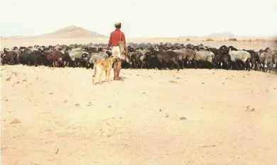  ??  ?? 1964 ’n Skaapwagte­r by sy trop Karakoele op die dorre vlaktes van die Boesmanlan­d tydens ’n droogte.