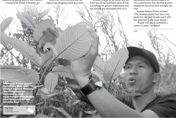  ?? Photos: VCG ?? Indonesian Kratom grower Gusti Prabu tends to his plants at a farm in Pontianak, West Kalimantan on December 25, 2018. Inset: Samples of the Kratom plant leaves in dried and shredded form