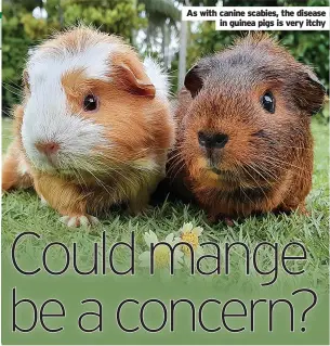  ?? ?? As with canine scabies, the disease in guinea pigs is very itchy