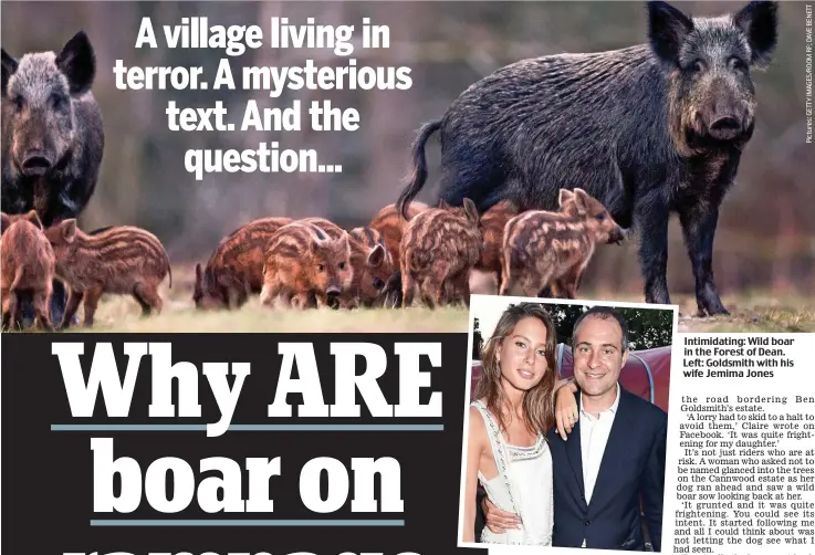  ??  ?? Intimidati­ng: Wild boar in the Forest of Dean. Left: Goldsmith with his wife Jemima Jones