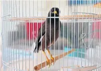  ?? GIUSEPPE CACACE AFP VIA GETTY IMAGES ?? French Ambassador to the United Arab Emirates Xavier Chatel has been taking care of ”Juji,” a mynah bird belonging to a young Afghan woman who was evacuated to the United Arab Emirates in August. She was unable to bring the bird to her new home in Paris so Chatel is looking after it until they can be reunited.