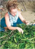  ??  ?? Danielle Hoogenboom sorts leaves from the harvest.