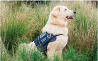  ??  ?? Maremma sheepdogs are being trained by Zoos Victoria conservati­onists to protect areas inhabited by sheep and critically endangered eastern barred bandicoots (below).