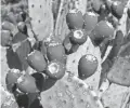  ??  ?? Researcher­s at a university in Mexico are developing a way to make a biodegrada­ble plastic from the gums and sugars inside the prickly pear cactus.