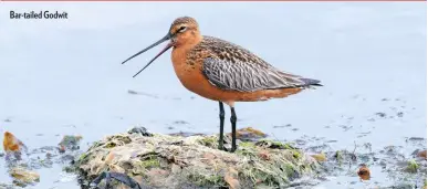  ??  ?? Bar-tailed Godwit