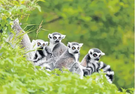  ?? /123RF/Paul Maguire ?? Family affair: Most visitors to Madagascar come to see its population of lemurs, of which the island has about 100 species. Others are drawn by the Avenue of the Baobabs or the Jurassic-looking jungles where prehistori­c creatures such as the...