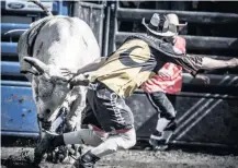  ??  ?? Le bullfighte­r JF Roch parcourt le Canada et les États-Unis toute l’année pour affronter des taureaux.