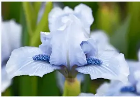  ??  ?? Standard Dwarf Bearded iris ‘Bedford Lilac’.