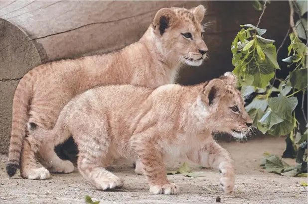  ?? Picture: AP ?? ON THE PROWL: Two of the five Barbary lion cubs born two months ago at a German zoo look to get up to some feline mischief.