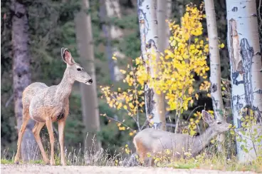  ?? EDDIE MOORE/JOURNAL ?? Mule deer nibble aspen leaves along Hyde Park Road near Ski Santa Fe on Tuesday. Dozens of people were out to see the colorful leaves. For suggestion­s on where to find fall colors,