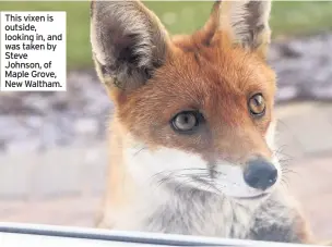  ??  ?? This vixen is outside, looking in, and was taken by Steve Johnson, of Maple Grove, New Waltham.