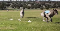  ?? OLIVIA HARLOW/THE NEW MEXICAN ?? Dogs chase after plastic bags attached to a pulley system at HIPICO Santa Fe during Monday’s lure course race.