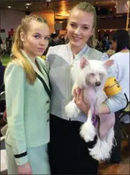  ?? JENNIFER PELTZ — THE ASSOCIATED PRESS ?? Dog handlers Maren LaPlante, 13, left, and her sister Erin LaPlante, 17, of Caledonia, Wis., pose with Thandy, a Chinese crested, at the Westminste­r Kennel Club dog show, Monday in New York. There’s no age minimum for handlers in the breed rings, and...