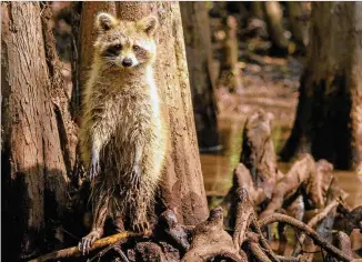  ??  ?? Carol Collins said she enjoyed meeting this little raccoon on a swamp tour in Slidell, La., a city on the northeast shore of Lake Pontchartr­ain. According to TripAdviso­r, one of the best things to do there is a tour of the Honey Island Swamp, one of the least altered river swamps in the country.