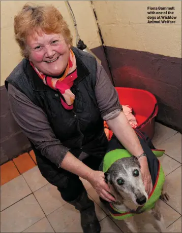  ??  ?? Fiona Gammell with one of the dogs at Wicklow Animal Welfare.