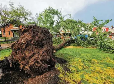  ?? NICK GRAHAM / STAFF ?? High winds uprooted trees Tuesday on Buckeye Street in Hamilton.