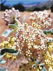  ?? STEPHANIE MCKNIGHT XERCES SOCIETY ?? Woollypod milkweed (Asclepias eriocarpa) is a third suitable native variety for the Western monarch butterfly. It has hairy pinkish or ivory buds.