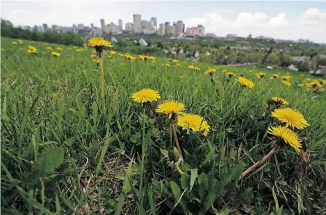  ?? John Lucas/Edmonton Journal ?? Dandelions sprout on Connors Hill in Edmonton. The key to eliminatin­g them is to dig out the plants, taproot and all.