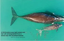  ?? PHOTO: STEVE DAWSON ?? A 15.01-metre-long right whale and her calf, photograph­ed from a drone near the Auckland Islands.