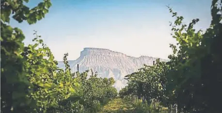A Grand Valley vineyard with Mount Garfield in the distance.