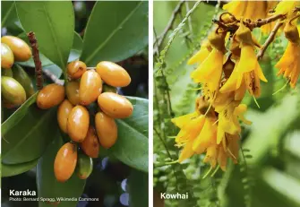  ??  ?? Karaka Kowhai